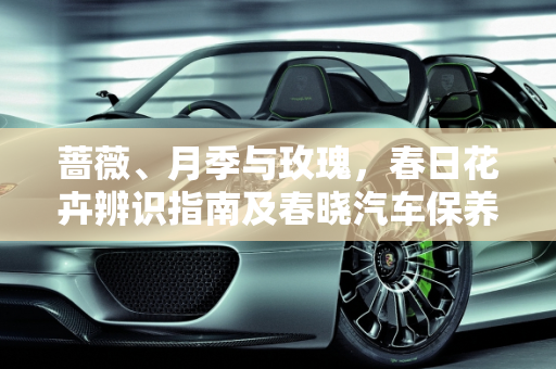 蔷薇、月季与玫瑰，春日花卉辨识指南及春晓汽车保养秘籍,总结蔷薇，月季和玫瑰的区别，春晓汽车保养